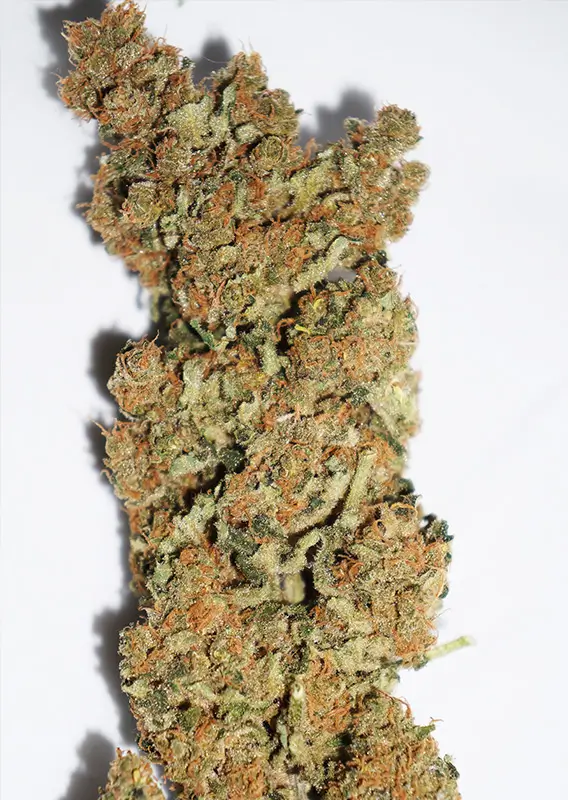 CBD Skunk Haze Dutch Passion Seed company v2C