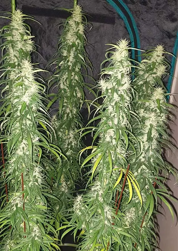 Desfran Dutch Passion Seed company v2B