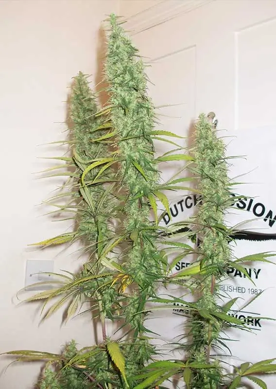 Desfran Dutch Passion Seed company v2C