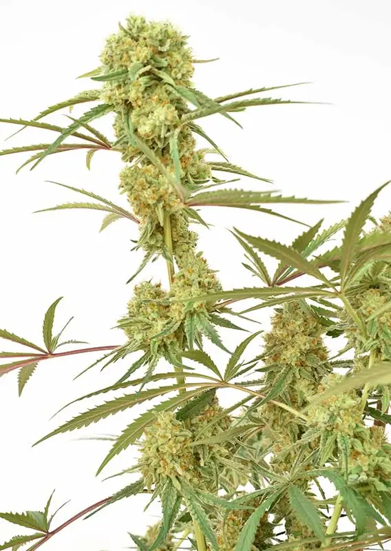 Durban Poison Dutch Passion Seed company v2B