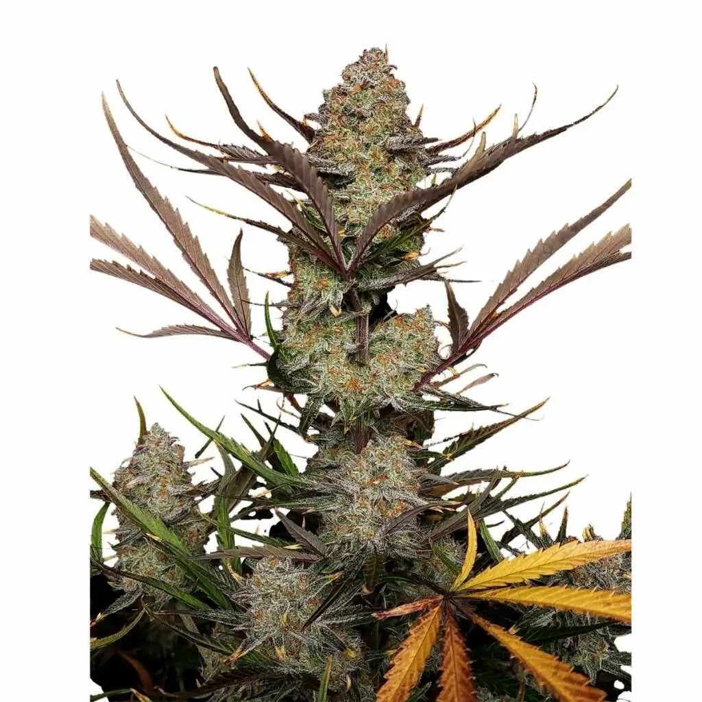 Fast Buds Apple Strudel Auto