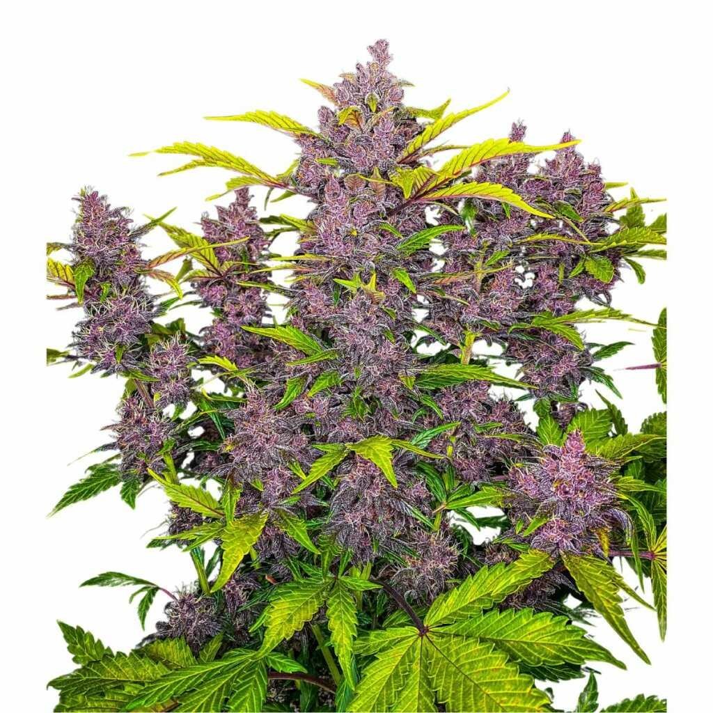 Fast Buds Blackberry Auto 2