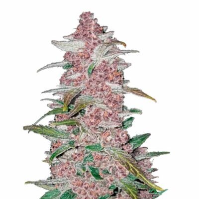 Fast Buds Blackberry Auto