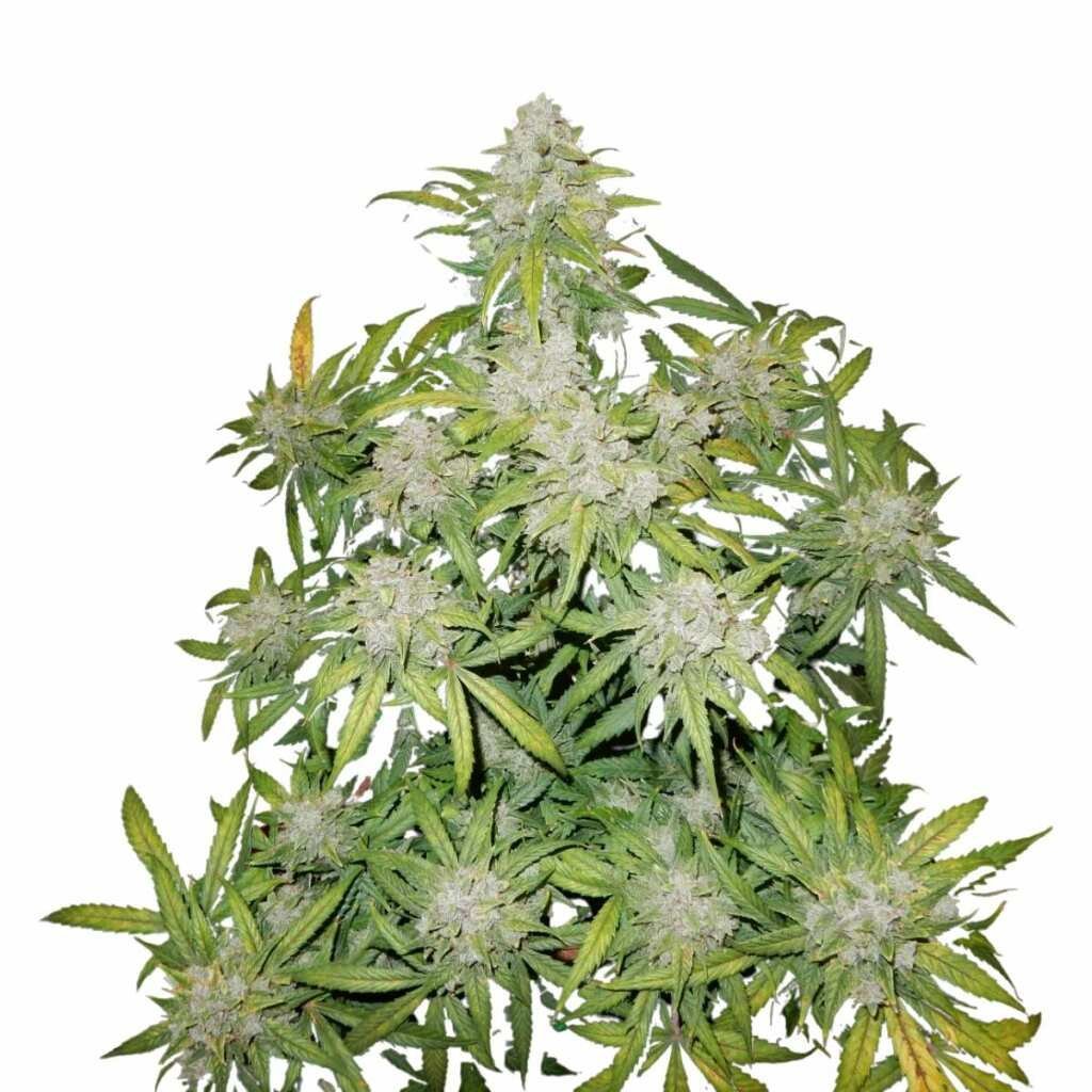 Fast Buds CBD 20 1 Auto 2