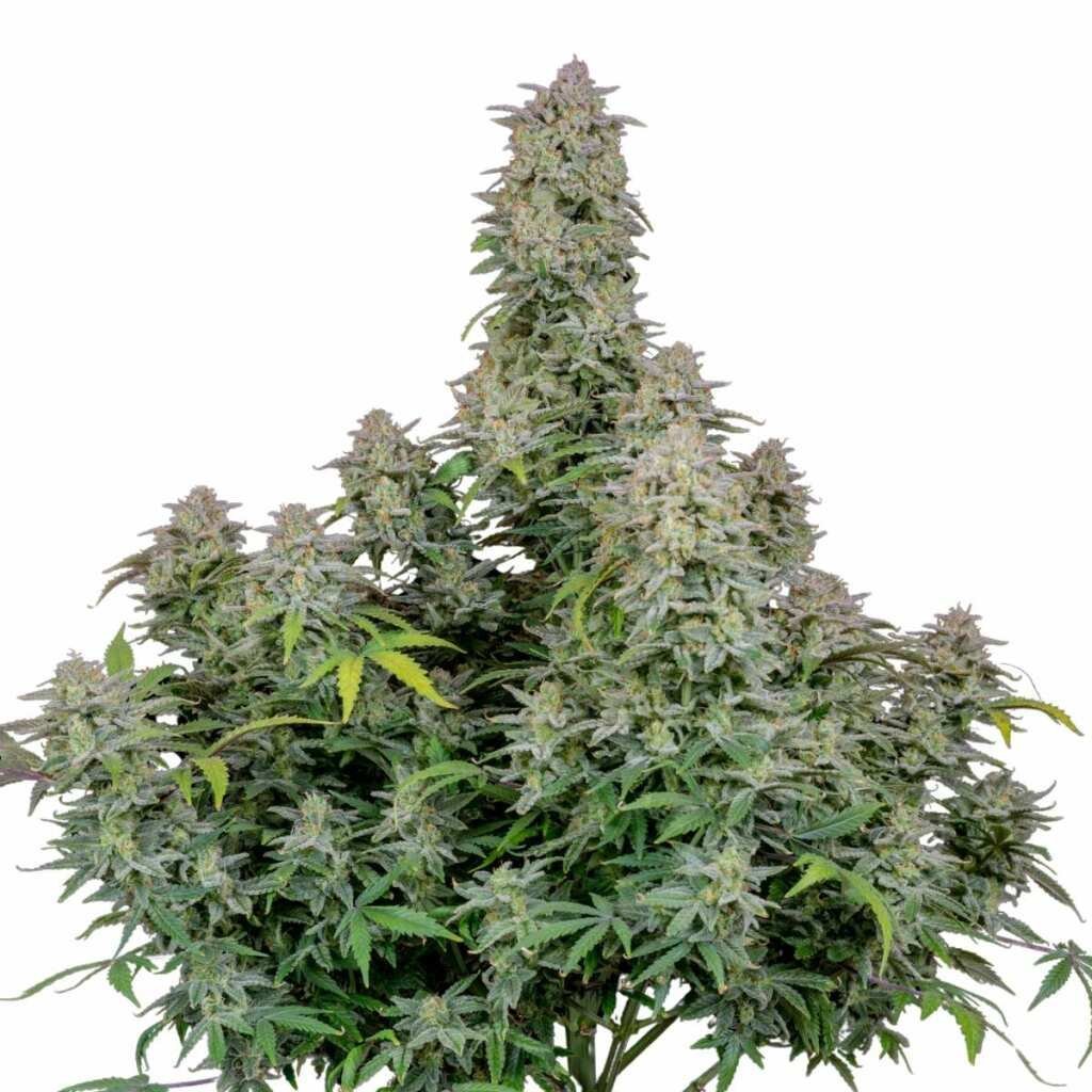 Fast Buds Forbidden Runtz Auto 2