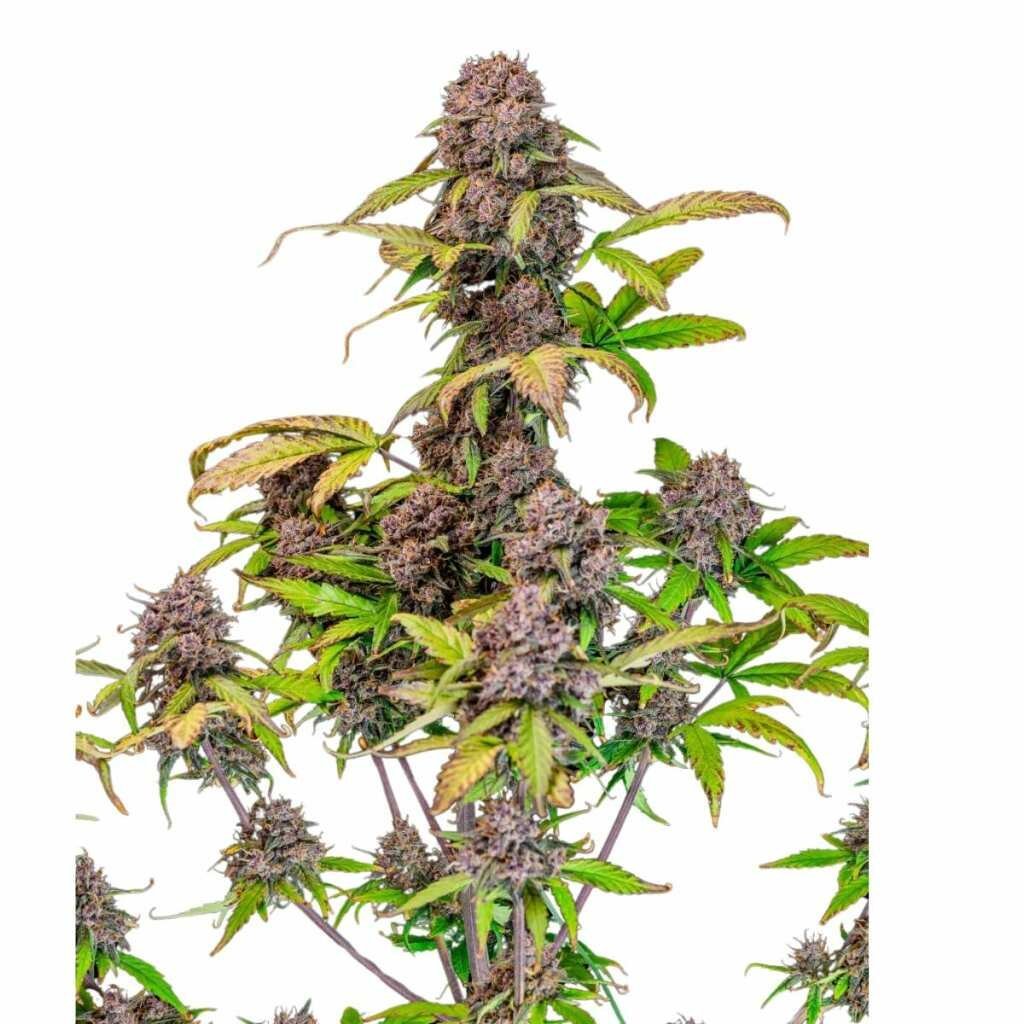 Fast Buds Lemon Cherry Cookies Auto 2