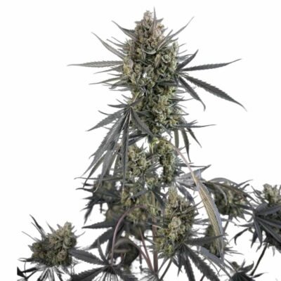 Fast Buds Pound Cake Auto