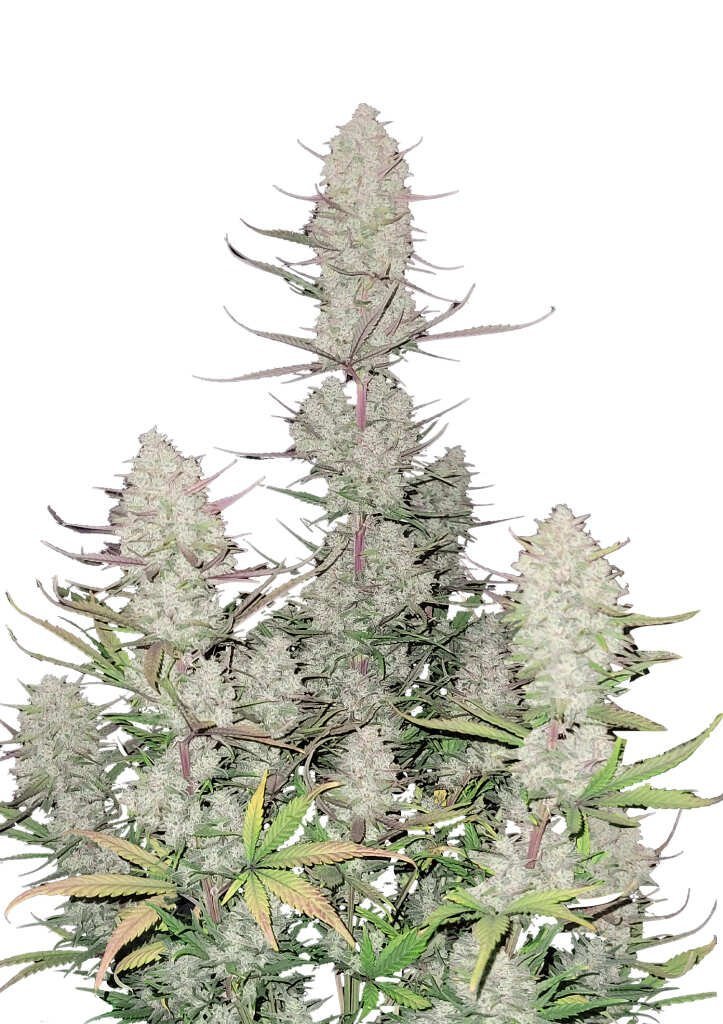 Fast Buds Tropicanna Cookies Auto 2