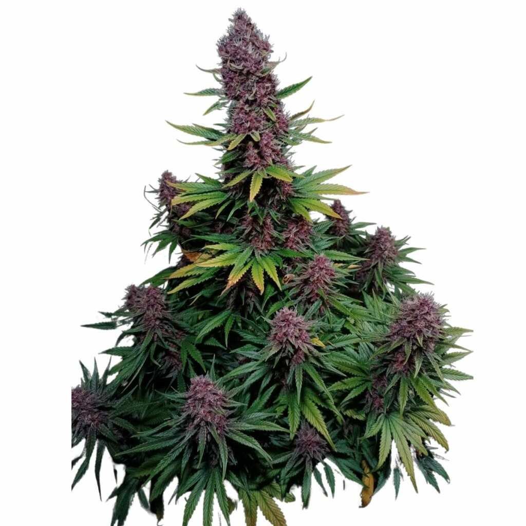 Fast Buds Ztrawberriez Auto 2