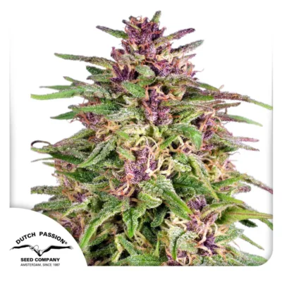 Dutch Passion Frisian Dew 3er Pack