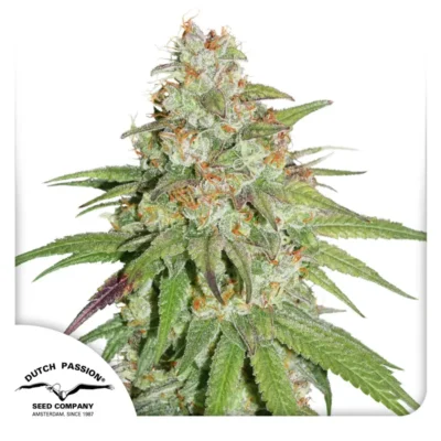 Dutch Passion Glueberry O.G. 3er Pack