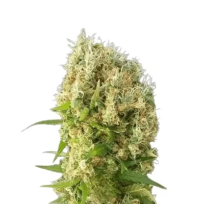 Gorilla x Do-Si-Dos Cannabis Samen Feminisiert