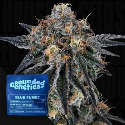 Grounded Genetics Blue Fumez – 7 Stück