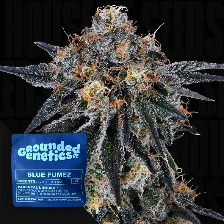 Grounded Genetics Blue Fumez