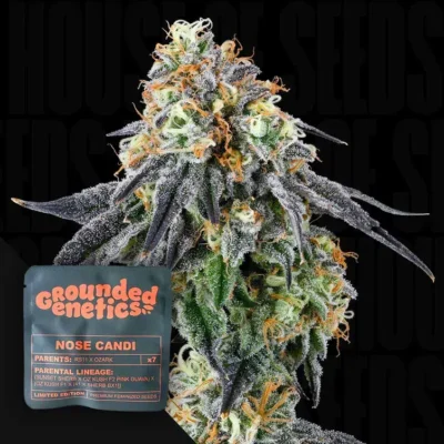 Grounded Genetics Nose Candi – 7 Stück