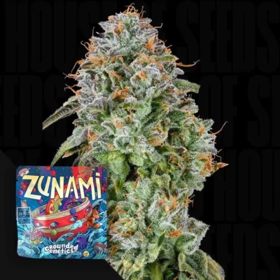 Grounded Genetics Zunami – 7 Stück