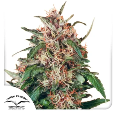 Dutch Passion Hollands Hope 3er Pack