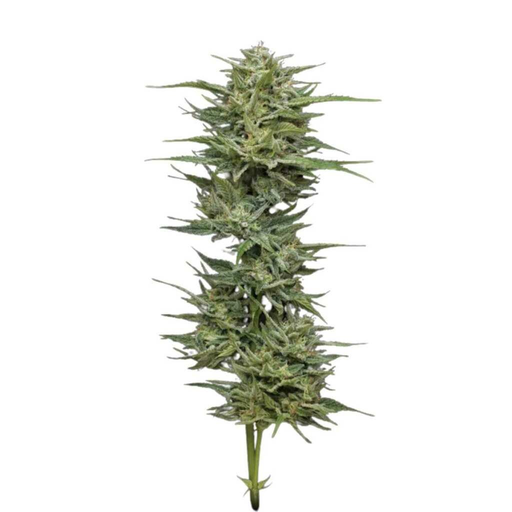 Humboldt Seed Co. Hella Jelly 2