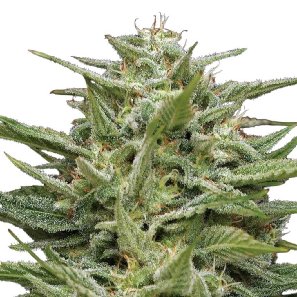 Humboldt Seed Co. Hella Jelly