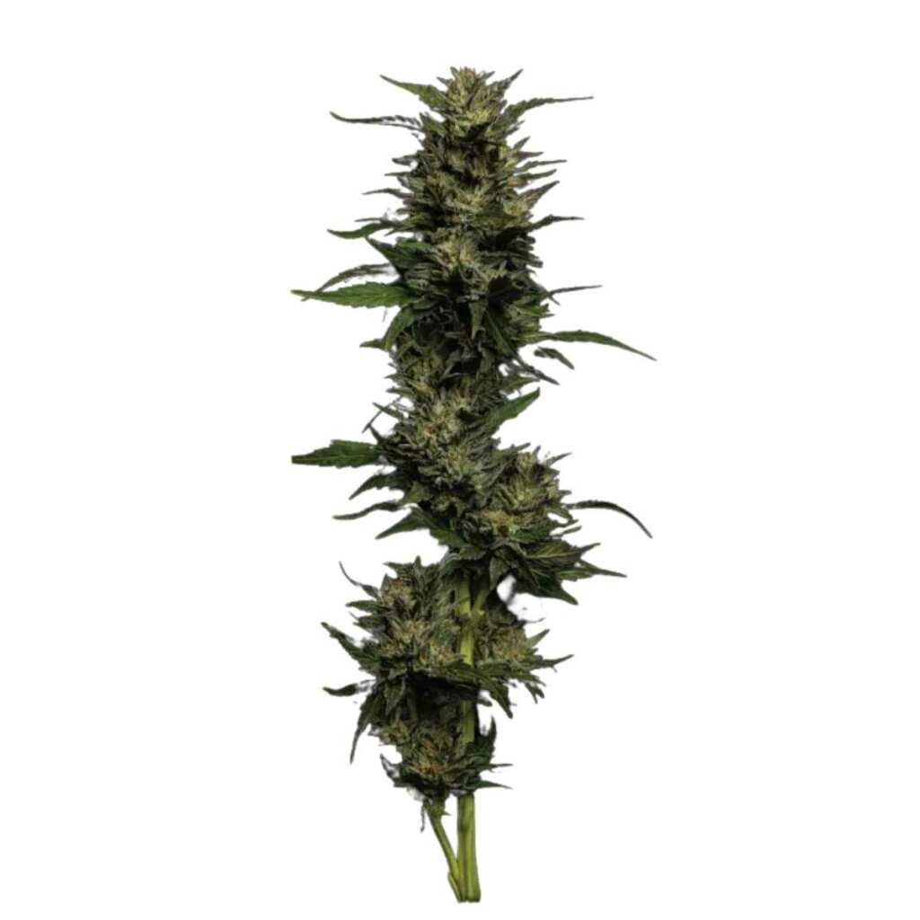 Humboldt Seed Co. Pistachio 2