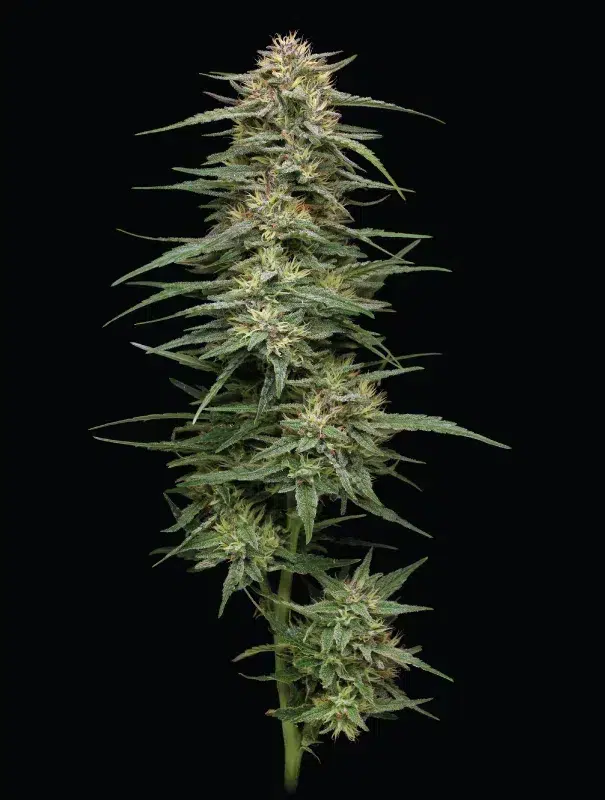 Humboldt Seed Co. Raspberry Parfait 2