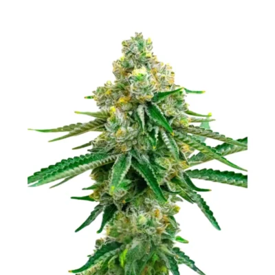 Jack Herer Auto