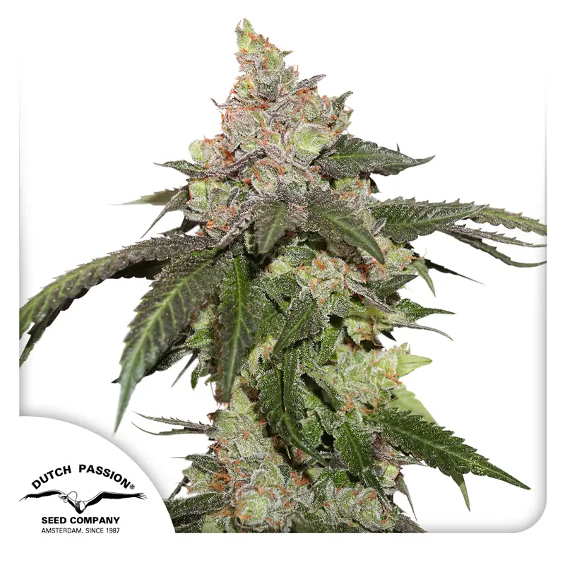 Kerosene Krash Dutch Passion Seed company