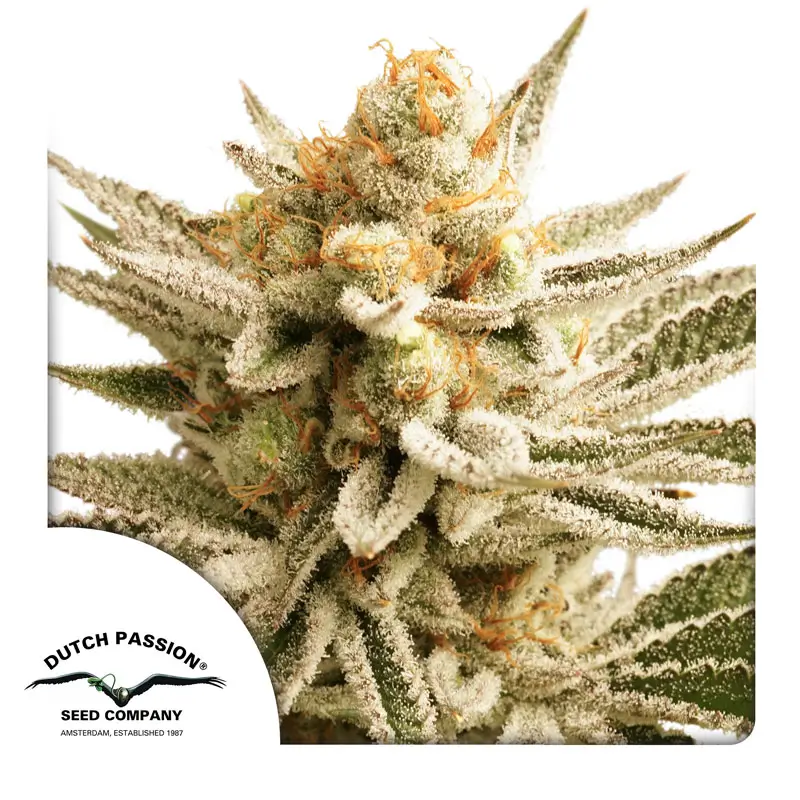 Lemon Z Dutch Passion Seed company