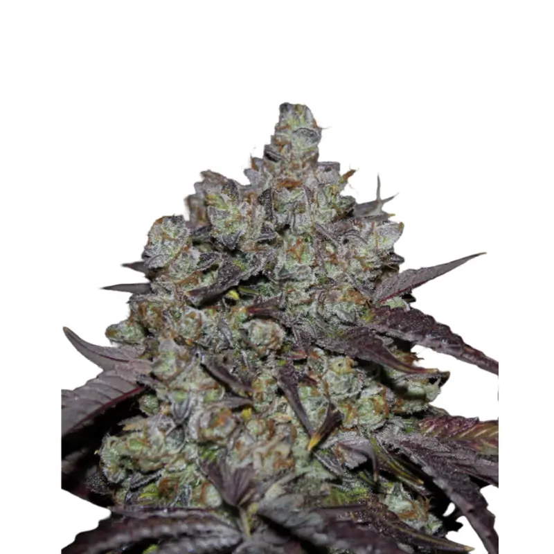 Lemon x Zkittlez x Domina 800