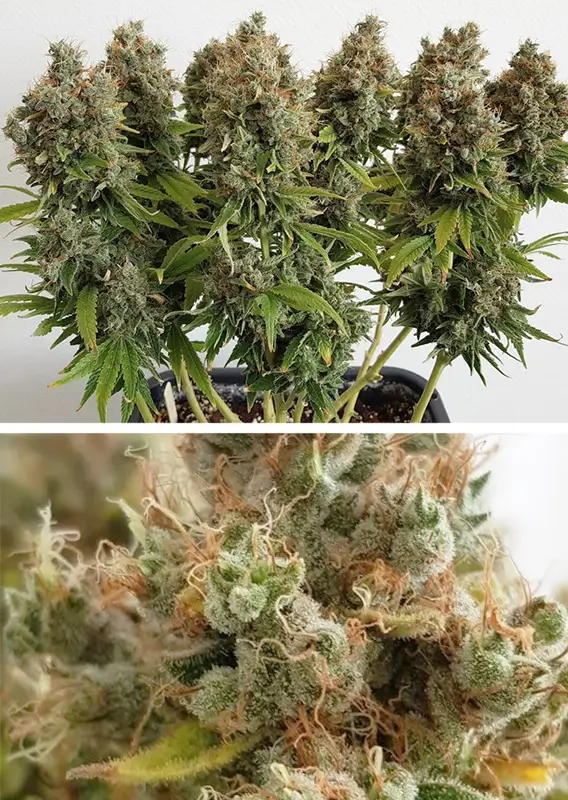 Mazar Dutch Passion Seed company v2B