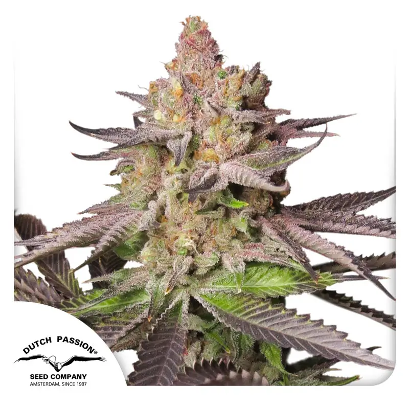 Melonade Runtz Dutch Passion 2024