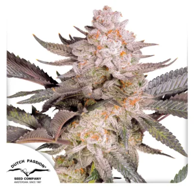 Dutch Passion Orange Bud 2.0 3er Pack