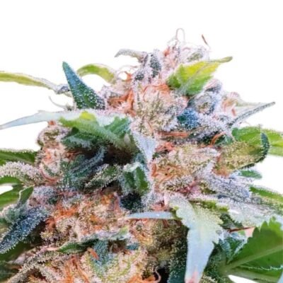 Paradise Seeds CBDream Feminisierte CBD Samen – 3er Packung
