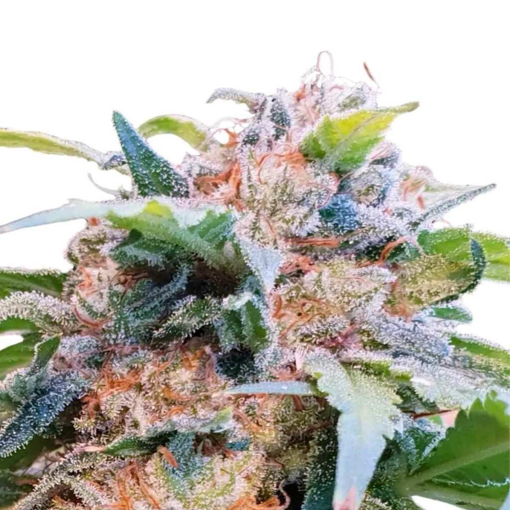 Paradise Seeds CBDream Feminisierte CBD Samen 3 Samen