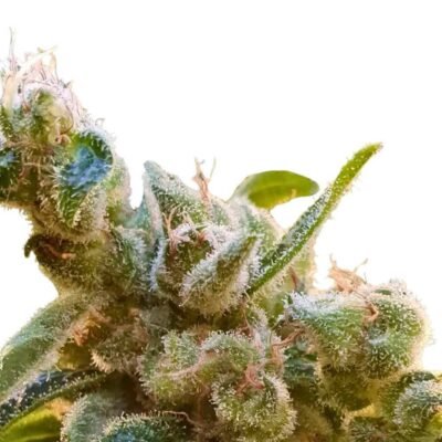 Paradise Seeds CBDrelax Feminisierte CBD Samen – 3er Packung