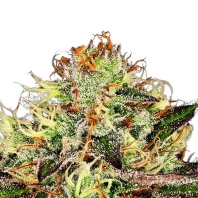 Paradise Seeds Chocolate Wafflez