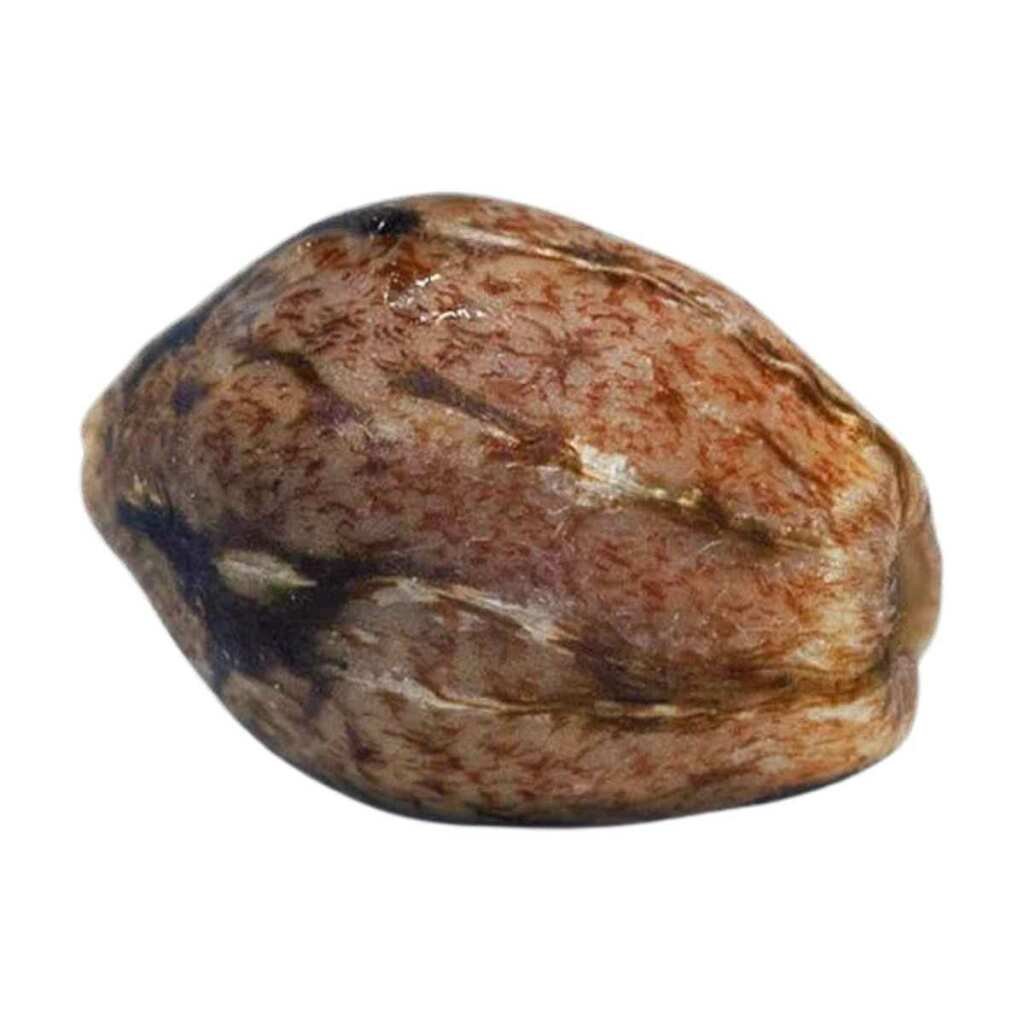 Paradise Seeds Durga Mata 2