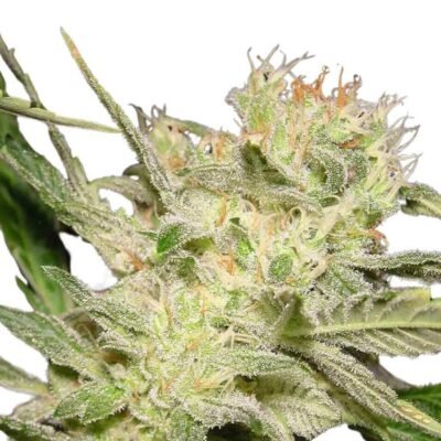Paradise Seeds Jack Auto