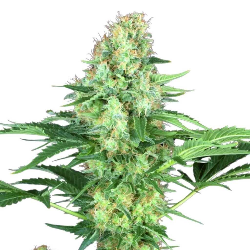 Paradise Seeds Original White Widow IBL 3