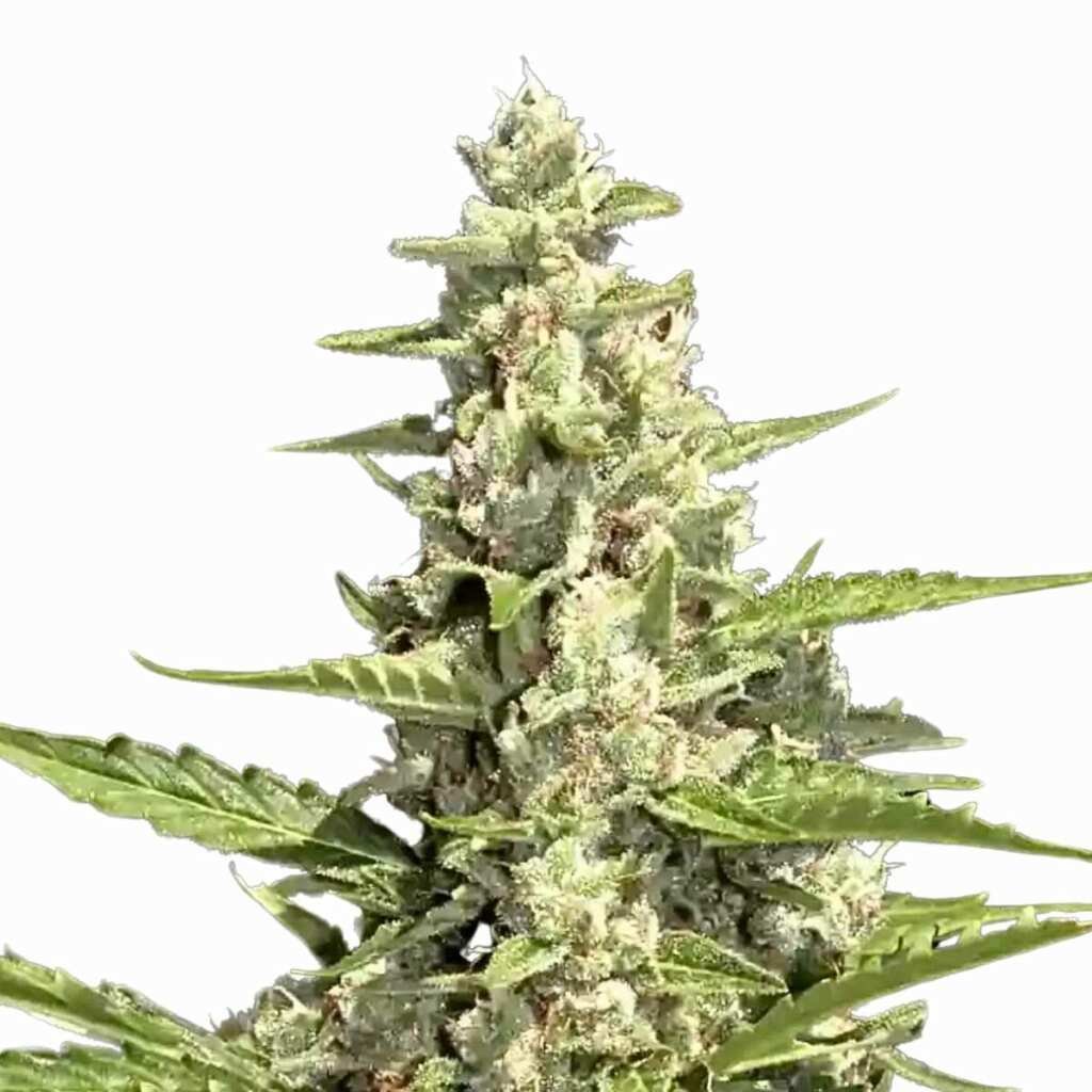 Paradise Seeds Pandora Auto