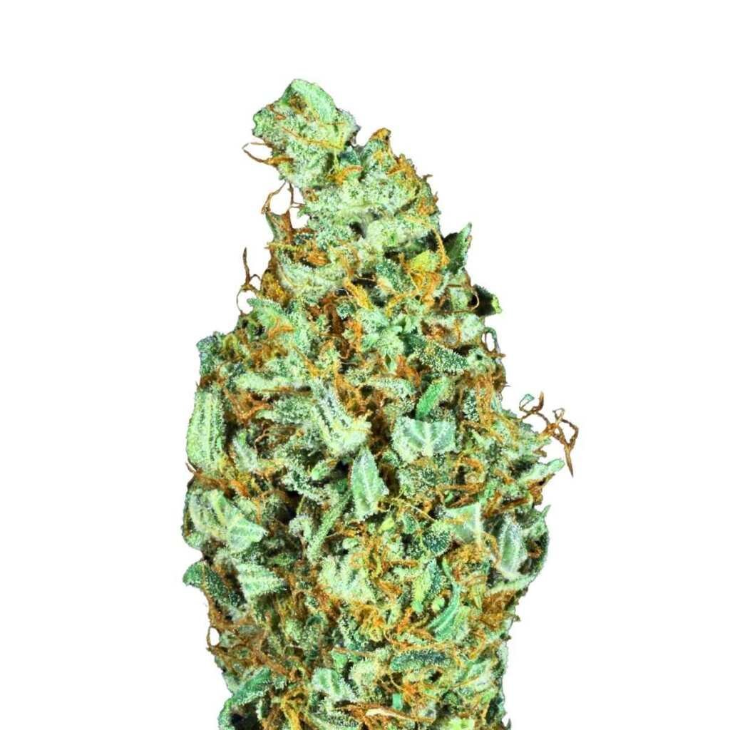 Paradise Seeds Sensi Star 4