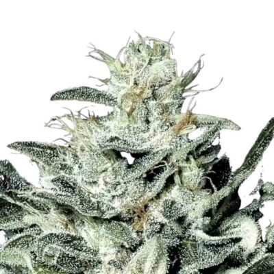 Paradise Seeds Sensi Star