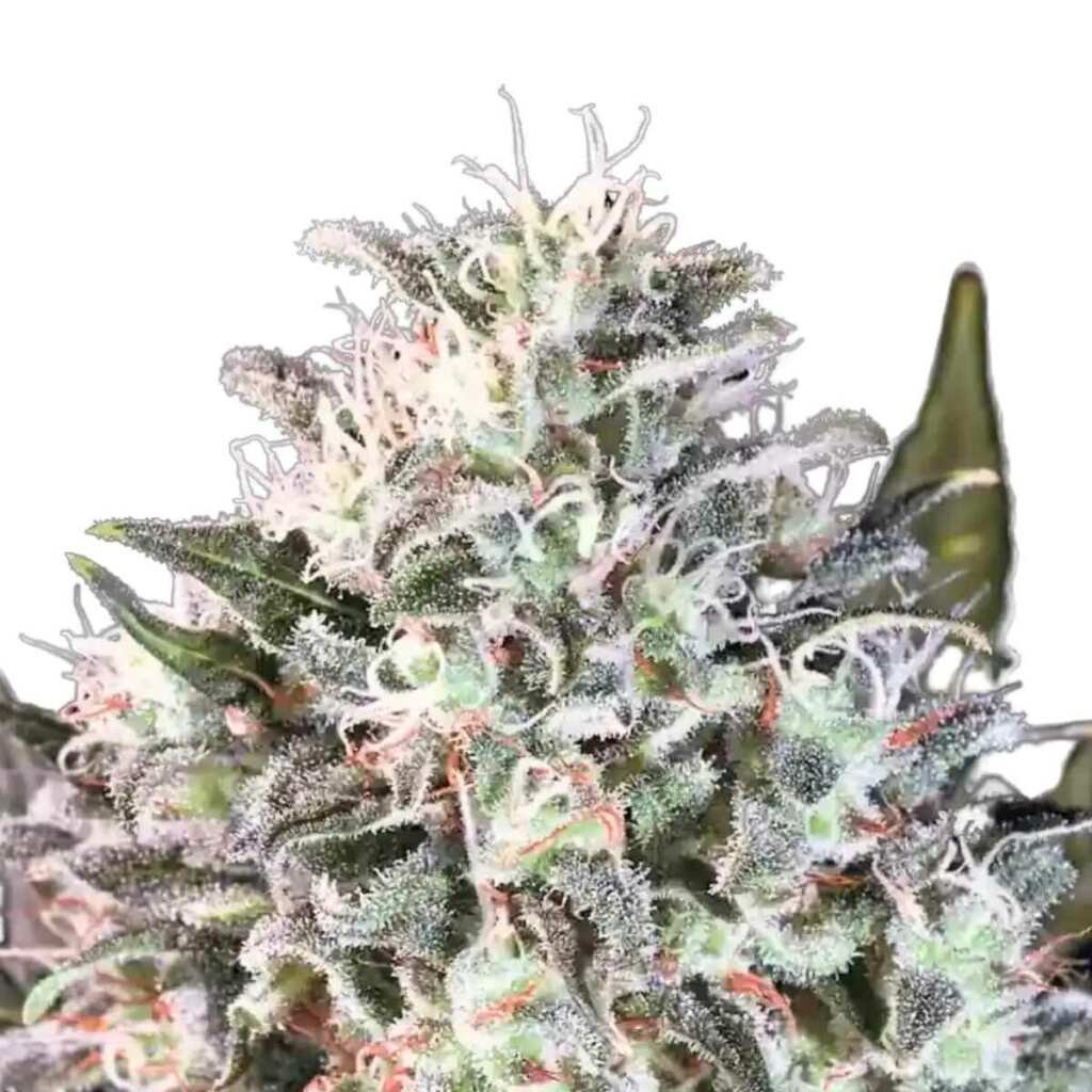 Paradise Seeds Space Cookies