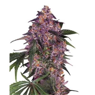 Purple Auto