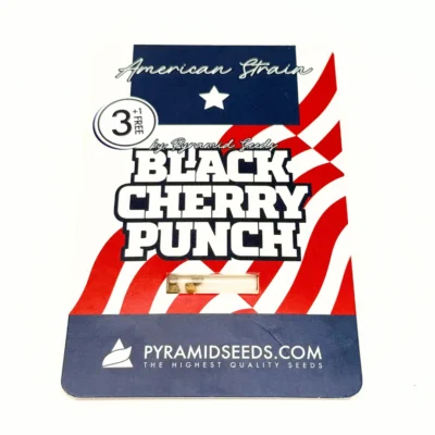 Pyramid Seeds Black Cherry Punch 3er Pack