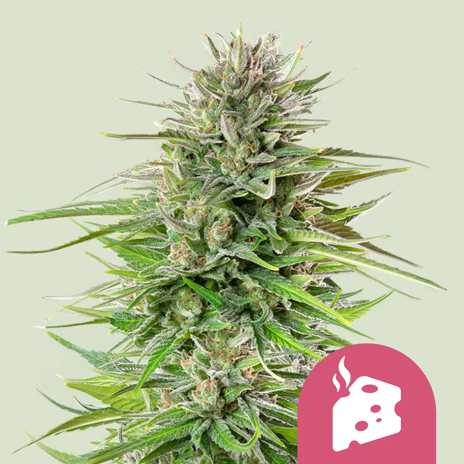 Royal Queen Seeds Blue cheese fem