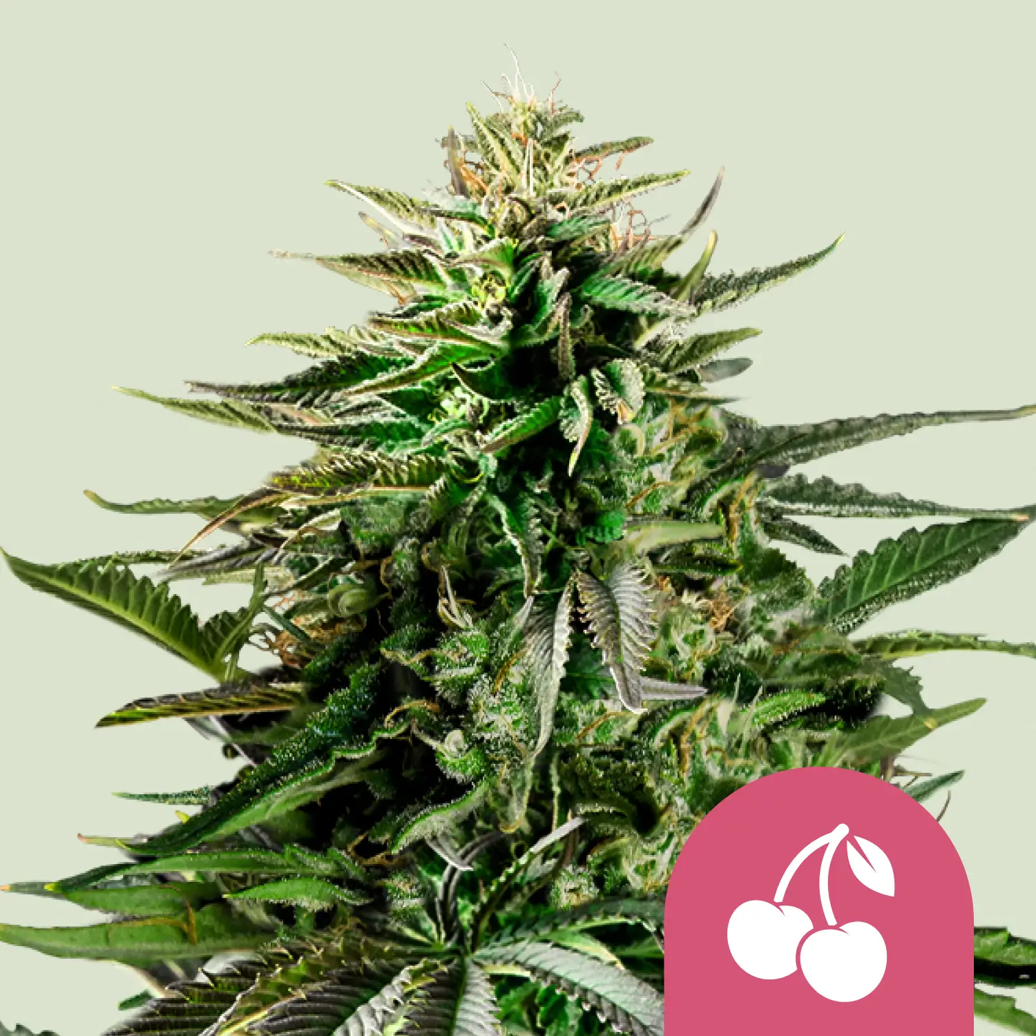 Royal Queen Seeds Cherry Pie fem