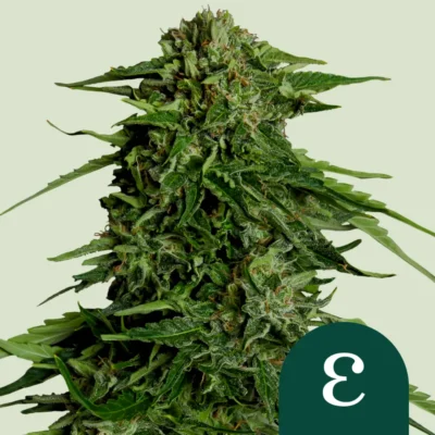 Royal Queen Seeds Epsilon F1