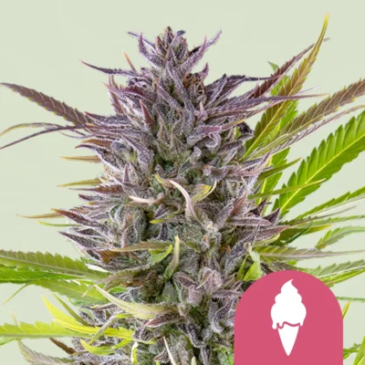 Royal Queen Seeds Green Gelato