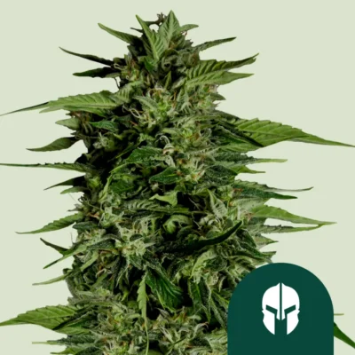 Royal Queen Seeds Hyperion F1